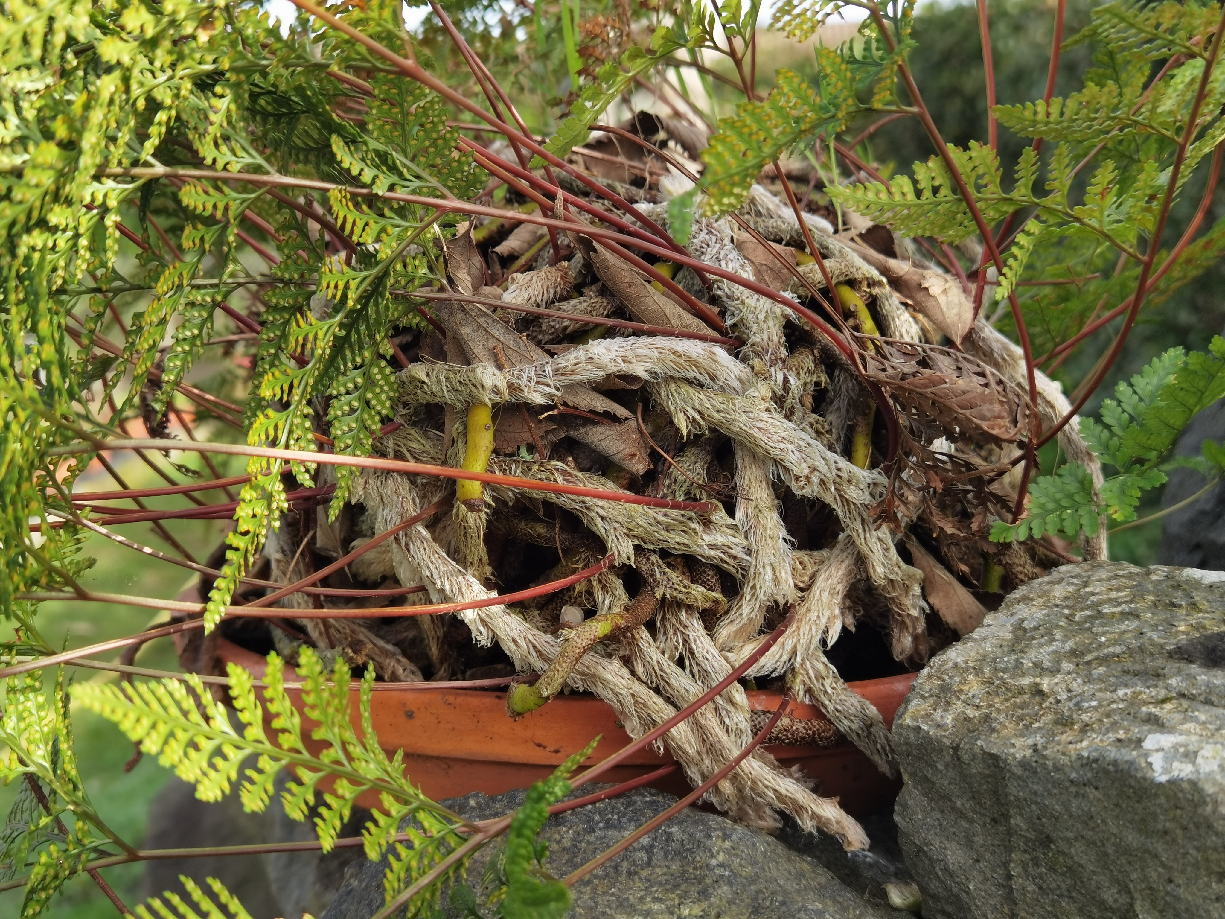 Davallia fejeensis 5